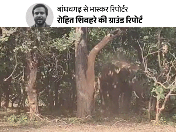10th elephant dies in Bandhavgarh: was released on Wednesday after treatment; fell unconscious in the forest