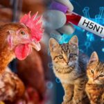 Bird flu in pet cats for the first time in the country: Samples taken from Chhindwara reported positive; Purchase and sale of mutton, chicken and eggs banned