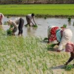 Farmers will now get higher prices for their crops: MSP of 14 crops including paddy increased, loan will be available at low interest on Kisan Credit Card