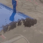Bees stopped IndiGo’s Surat-Jaipur flight: First smoke was used, then water was sprayed to remove the swarm gathered at the luggage gate