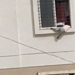 Girl hanging from the grill of the third floor in Pune: Neighbor saved her, mother had gone to drop the elder daughter to school after locking the girl in the house