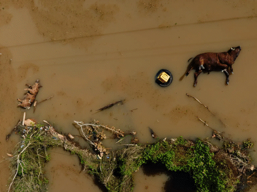 People in Jamaica are forced to search for food in mud and debris. PHOTOS: Hunger and thirst are plaguing the aftermath of Hurricane Melissa; floodwaters are stagnant, and animals are rotting.