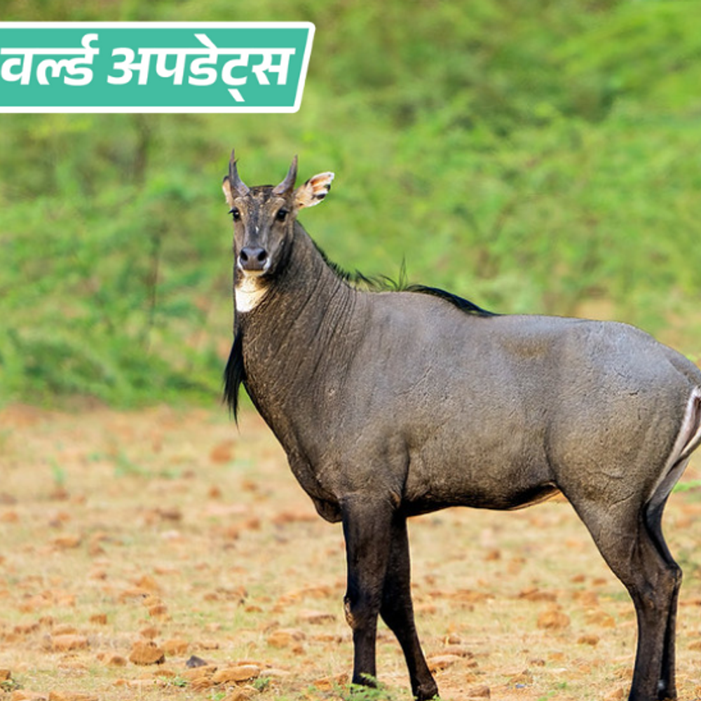 World Updates: Nilgai killed after arriving in Pakistan from India; 12 people booked
